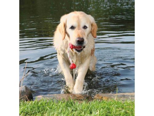 Trixie Játék Dog Activity Tömör Gumi Harang Kötéllel 9cm/22cm