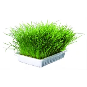 Macskafű Kölyök Macskának 100gr