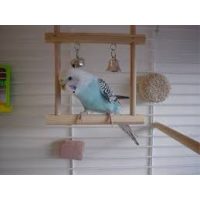 Játékok, csengők, tükrök madaraknak