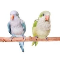 Ülőrudak madaraknak